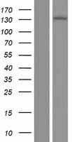 ERN1 / IRE1 Protein - Western validation with an anti-DDK antibody * L: Control HEK293 lysate R: Over-expression lysate