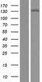 ERN1 / IRE1 Protein - Western validation with an anti-DDK antibody * L: Control HEK293 lysate R: Over-expression lysate