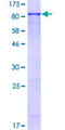 ERO1A / ERO1L Protein - 12.5% SDS-PAGE of human ERO1L stained with Coomassie Blue