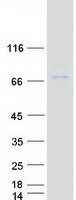 ERO1A / ERO1L Protein - Purified recombinant protein ERO1A was analyzed by SDS-PAGE gel and Coomassie Blue Staining