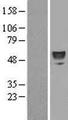 ERO1LB Protein - Western validation with an anti-DDK antibody * L: Control HEK293 lysate R: Over-expression lysate