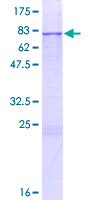 ERO1LB Protein - 12.5% SDS-PAGE of human ERO1LB stained with Coomassie Blue