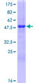 ERP29 Protein - 12.5% SDS-PAGE of human ERP29 stained with Coomassie Blue