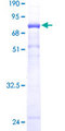 ERP44 Protein - 12.5% SDS-PAGE of human TXNDC4 stained with Coomassie Blue