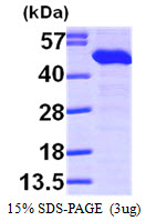 ERP44 Protein