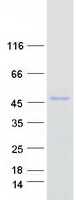 ERP44 Protein - Purified recombinant protein ERP44 was analyzed by SDS-PAGE gel and Coomassie Blue Staining