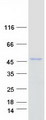 ERP44 Protein - Purified recombinant protein ERP44 was analyzed by SDS-PAGE gel and Coomassie Blue Staining