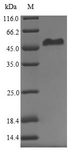 ERVWE1 / HERV / Syncytin Protein - (Tris-Glycine gel) Discontinuous SDS-PAGE (reduced) with 5% enrichment gel and 15% separation gel.