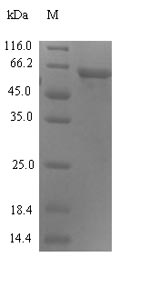 ERVWE1 / HERV / Syncytin Protein - (Tris-Glycine gel) Discontinuous SDS-PAGE (reduced) with 5% enrichment gel and 15% separation gel.