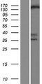 ESET / SETDB1 Protein - Western validation with an anti-DDK antibody * L: Control HEK293 lysate R: Over-expression lysate