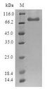 ESET / SETDB1 Protein - (Tris-Glycine gel) Discontinuous SDS-PAGE (reduced) with 5% enrichment gel and 15% separation gel.