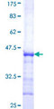 ESET / SETDB1 Protein - 12.5% SDS-PAGE Stained with Coomassie Blue.