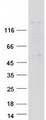 ESET / SETDB1 Protein - Purified recombinant protein SETDB1 was analyzed by SDS-PAGE gel and Coomassie Blue Staining