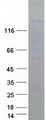 ESET / SETDB1 Protein - Purified recombinant protein SETDB1 was analyzed by SDS-PAGE gel and Coomassie Blue Staining