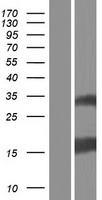 ESM1 / Endocan Protein - Western validation with an anti-DDK antibody * L: Control HEK293 lysate R: Over-expression lysate