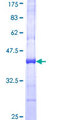 ESPL1 / Separase Protein - 12.5% SDS-PAGE Stained with Coomassie Blue.