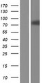 ESRP1 / RBM35A Protein - Western validation with an anti-DDK antibody * L: Control HEK293 lysate R: Over-expression lysate