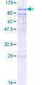 ESRP1 / RBM35A Protein - 12.5% SDS-PAGE of human RBM35A stained with Coomassie Blue