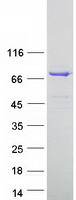 ESRP1 / RBM35A Protein - Purified recombinant protein ESRP1 was analyzed by SDS-PAGE gel and Coomassie Blue Staining
