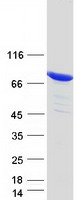 ESRP1 / RBM35A Protein - Purified recombinant protein ESRP1 was analyzed by SDS-PAGE gel and Coomassie Blue Staining