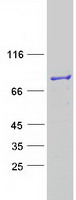 ESRP2 / RBM35B Protein - Purified recombinant protein ESRP2 was analyzed by SDS-PAGE gel and Coomassie Blue Staining
