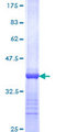 ESRRA / ERR Alpha Protein - 12.5% SDS-PAGE Stained with Coomassie Blue.