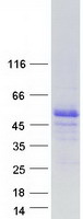 ESRRB / ERR Beta Protein - Purified recombinant protein ESRRB was analyzed by SDS-PAGE gel and Coomassie Blue Staining