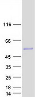 ESRRG / ERR Gamma Protein - Purified recombinant protein ESRRG was analyzed by SDS-PAGE gel and Coomassie Blue Staining