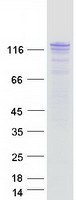 ESYT1 Protein - Purified recombinant protein ESYT1 was analyzed by SDS-PAGE gel and Coomassie Blue Staining