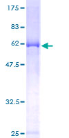 ESYT2 / E-Syt2 Protein - 12.5% SDS-PAGE of human FAM62B stained with Coomassie Blue