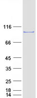 ESYT2 / E-Syt2 Protein - Purified recombinant protein ESYT2 was analyzed by SDS-PAGE gel and Coomassie Blue Staining
