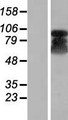 ETAA1 Protein - Western validation with an anti-DDK antibody * L: Control HEK293 lysate R: Over-expression lysate