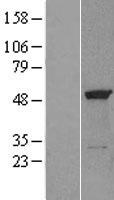 ETF1 / ERF1 Protein - Western validation with an anti-DDK antibody * L: Control HEK293 lysate R: Over-expression lysate