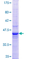 ETF1 / ERF1 Protein - 12.5% SDS-PAGE Stained with Coomassie Blue.