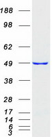 ETF1 / ERF1 Protein - Purified recombinant protein ETF1 was analyzed by SDS-PAGE gel and Coomassie Blue Staining