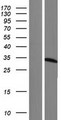 ETFA Protein - Western validation with an anti-DDK antibody * L: Control HEK293 lysate R: Over-expression lysate