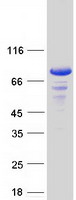 ETK / BMX Protein - Purified recombinant protein BMX was analyzed by SDS-PAGE gel and Coomassie Blue Staining