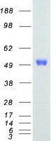 ETS1 / ETS-1 Protein - Purified recombinant protein ETS1 was analyzed by SDS-PAGE gel and Coomassie Blue Staining