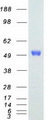 ETS1 / ETS-1 Protein - Purified recombinant protein ETS1 was analyzed by SDS-PAGE gel and Coomassie Blue Staining
