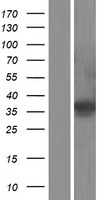 ETV2 Protein - Western validation with an anti-DDK antibody * L: Control HEK293 lysate R: Over-expression lysate