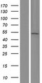 EVA1C Protein - Western validation with an anti-DDK antibody * L: Control HEK293 lysate R: Over-expression lysate