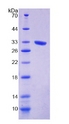 EXO1 Protein - Recombinant Exonuclease 1 By SDS-PAGE