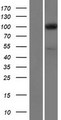 EXOC1 / SEC3 Protein - Western validation with an anti-DDK antibody * L: Control HEK293 lysate R: Over-expression lysate