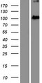 EXOC2 / SEC5 Protein - Western validation with an anti-DDK antibody * L: Control HEK293 lysate R: Over-expression lysate