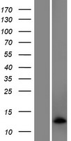 EXOC3-AS1 / C5orf55 Protein - Western validation with an anti-DDK antibody * L: Control HEK293 lysate R: Over-expression lysate