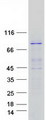 EXOC3 / SEC6 Protein - Purified recombinant protein EXOC3 was analyzed by SDS-PAGE gel and Coomassie Blue Staining