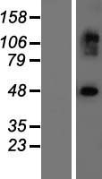 EXOC3L2 Protein - Western validation with an anti-DDK antibody * L: Control HEK293 lysate R: Over-expression lysate