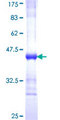 EXOC4 / SEC8 Protein - 12.5% SDS-PAGE Stained with Coomassie Blue.