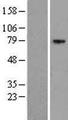 EXOC5 Protein - Western validation with an anti-DDK antibody * L: Control HEK293 lysate R: Over-expression lysate