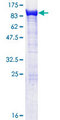 EXOC5 Protein - 12.5% SDS-PAGE of human EXOC5 stained with Coomassie Blue
